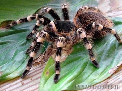 acanthoscurria_geniculata_1_foto.jpg
