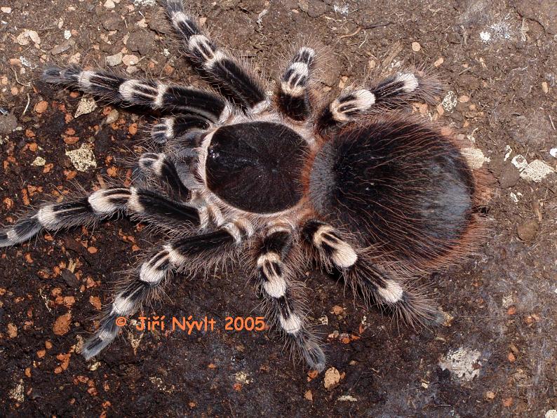 acanthoscurria_geniculata_female.jpg