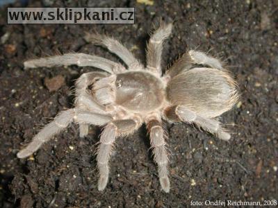 acanthoscurria_insubtilis-2700.jpg