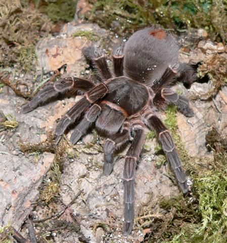 acanthoscurria_insubtilis_female.jpg