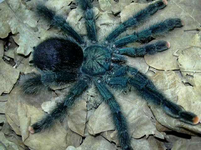 avicularia_metallica_female.jpg